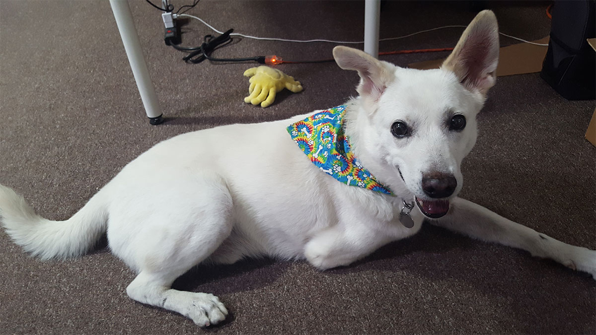 Dogs of Loot Crate: Meet Our Canine Friends!