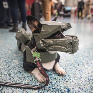 The Daily Crate | Loot Pets: Our Favorite Pet Cosplays!