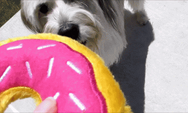 Looter Love: Loot Pets Donut Squeak Toy!