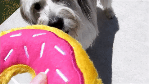The Daily Crate | Looter Love: Loot Pets Donut Squeak Toy!
