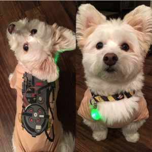 The Daily Crate | Looter Love: Loot Pets Ghostbusters Proton Pack Tee!